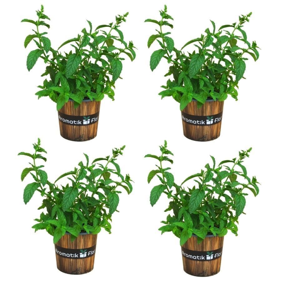 4 Plantas de menta: Mojito Pack - 11 cm