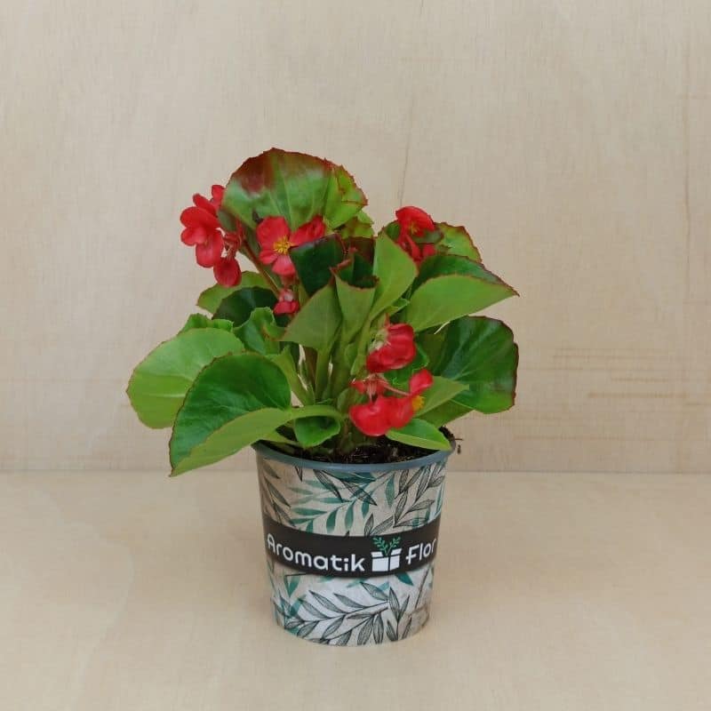 Propiedades y cuidados de la Begonia - Aromatik Flor