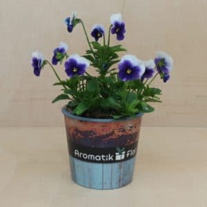 Planta Viola