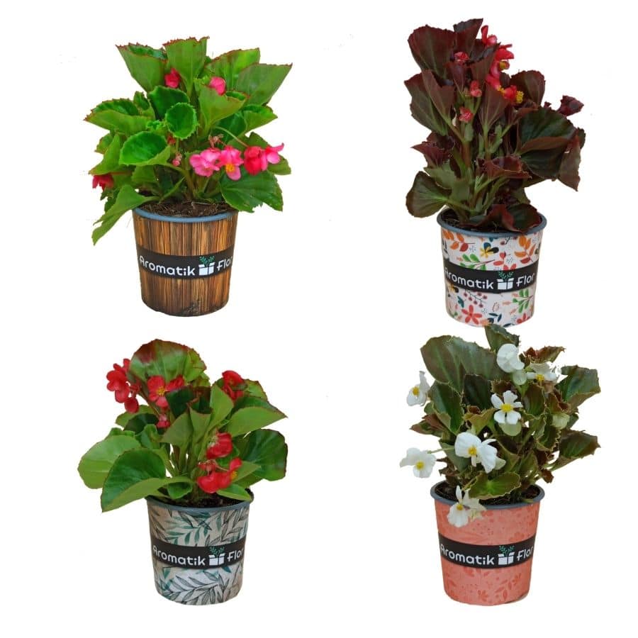 4 Plantas de begonia - ideales para decorar- Aromatik Flor