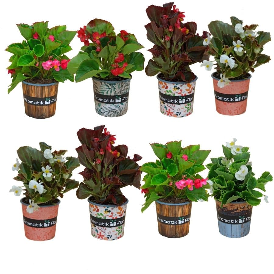 BEGONIA PACK 8 PRODUCTO
