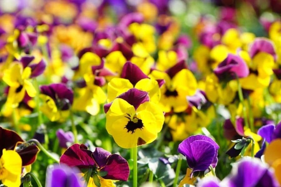 Propiedades y cuidados de la Viola- Aromatik Flor