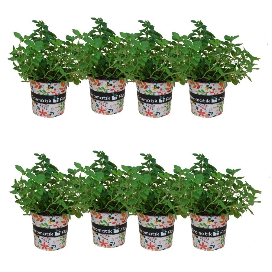 OREGANO PACK 8 PRODUCTO