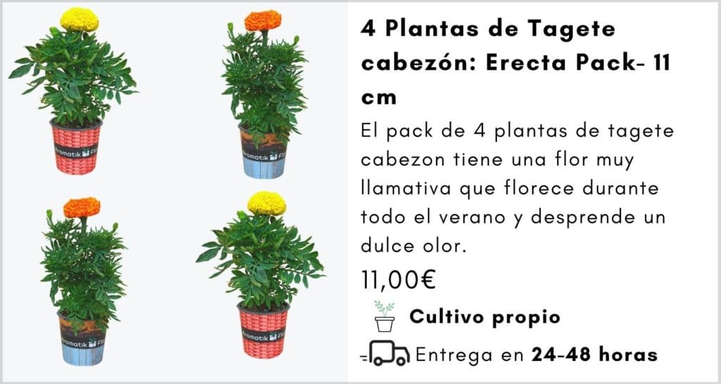 4 PLANTAS TAGETE CABEZON